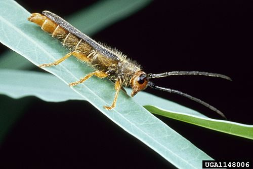 Leafy spurge stem boring beetle